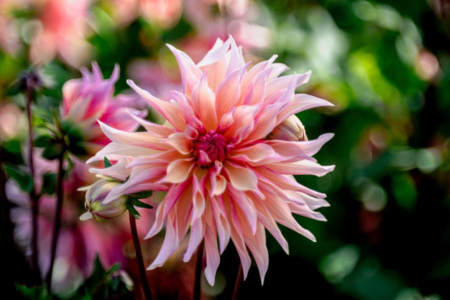 Dahlia 'Labyrinth'